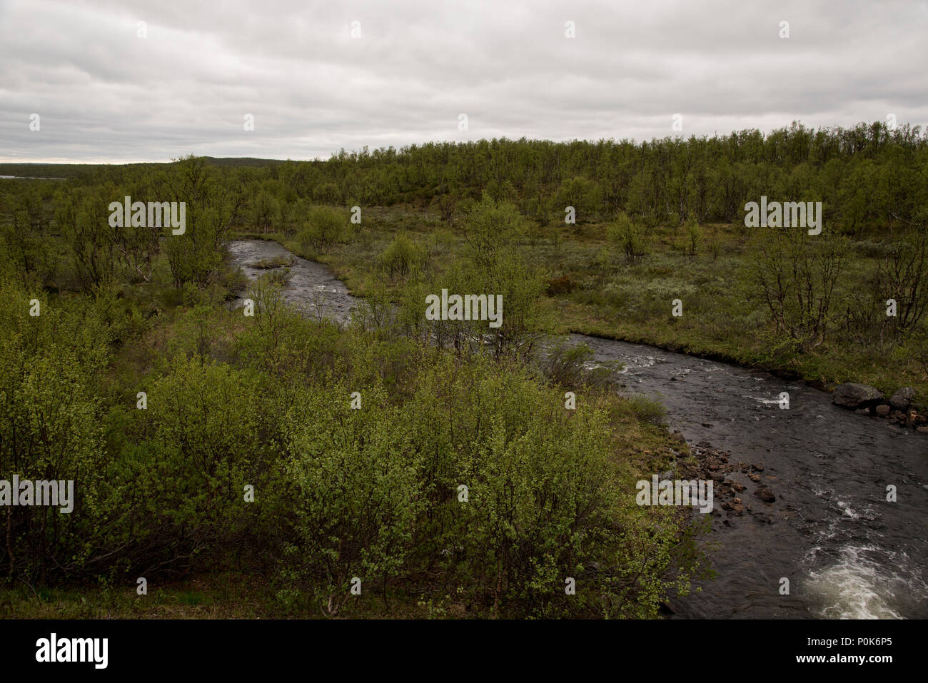 Moor-birken sind Teile von Norways northenmost Provinz Finnmark. Stockfoto