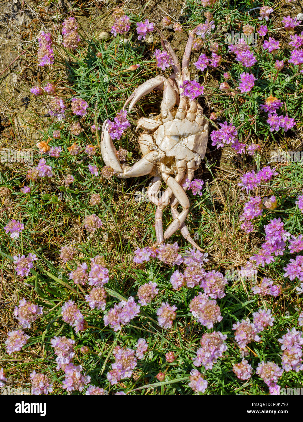 CULBIN STRAND Moray in Schottland GRASBÜSCHEL ROSA MEER SPARSAMKEIT BLUMEN AUF KÜSTE UND WEISSEM SKELETT EINES TOTEN KRABBE Stockfoto