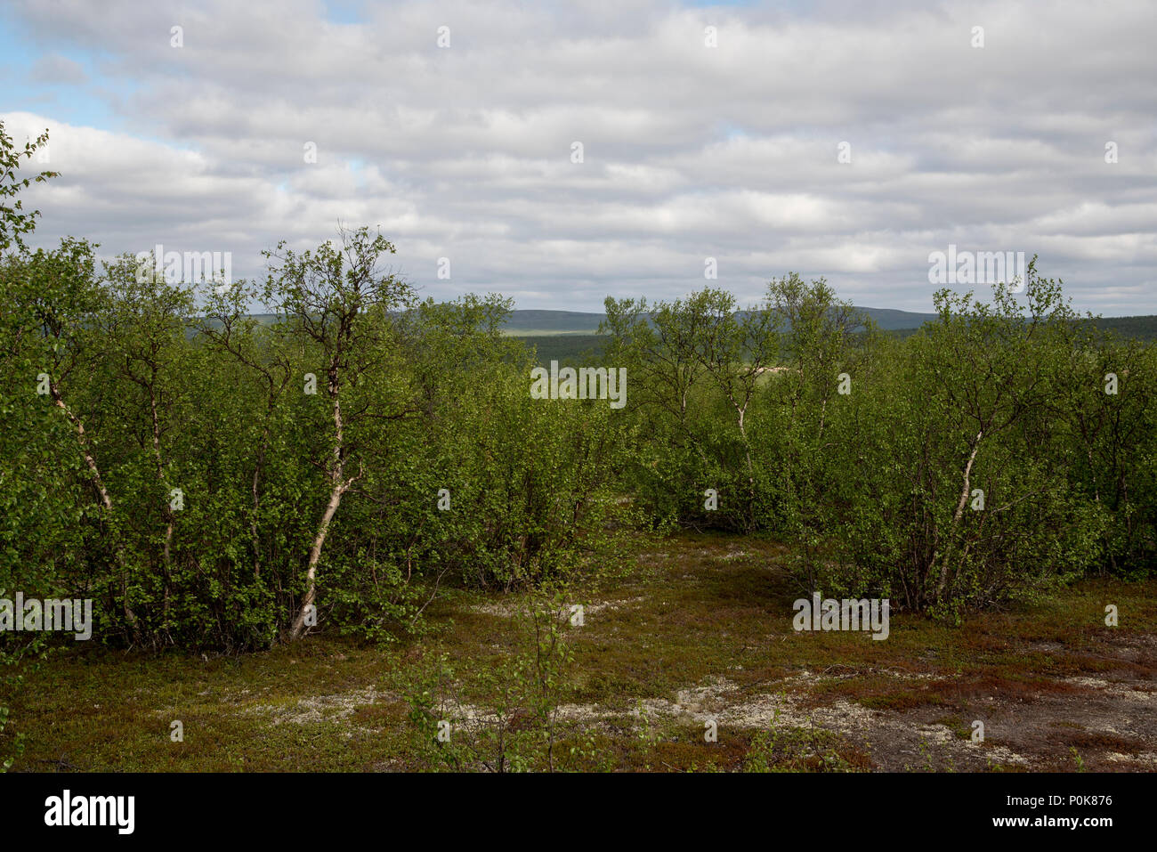 Moor-birken sind Teile von Norways northenmost Provinz Finnmark. Stockfoto
