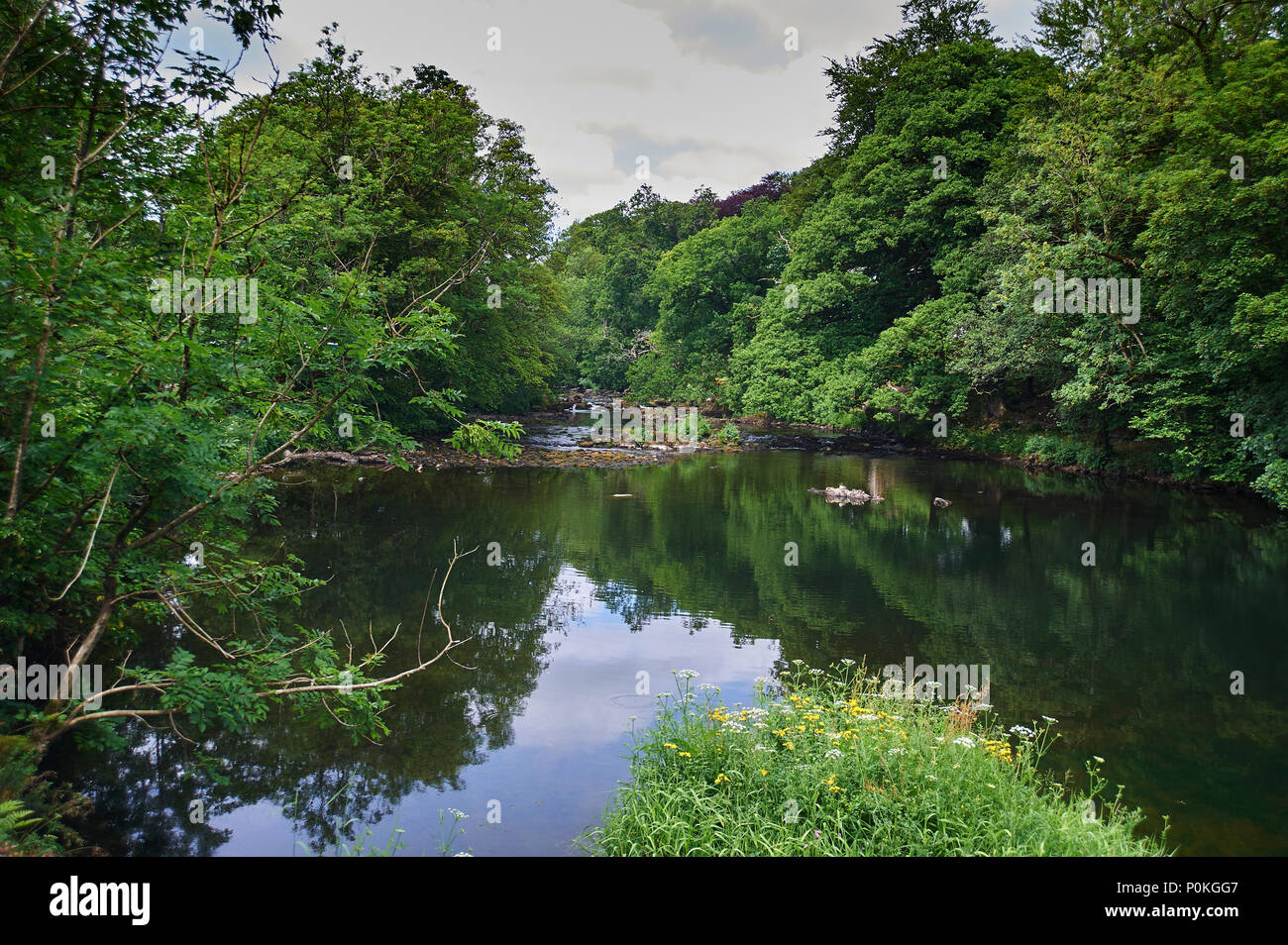 Weibchen Gänsesäger (mergus merganser) mit ihren Jungen auf Felsen in der Mitte von einem Fluss mit Reflexion im ruhigen Wasser, Lake District, ENGLAND, GB. Stockfoto