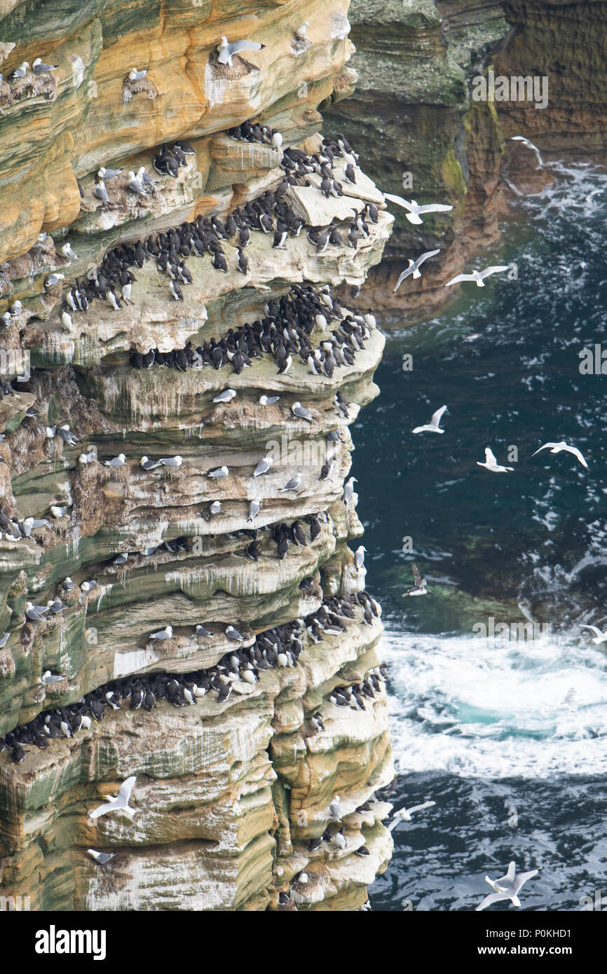 Gemeinsame Trottellummen (Uria aalge) und die Dreizehenmöwe (Rissa tridactyla) in Kolonie auf Felsen Felsen, Duncansby Head, Caithness, Schottland, Großbritannien Stockfoto