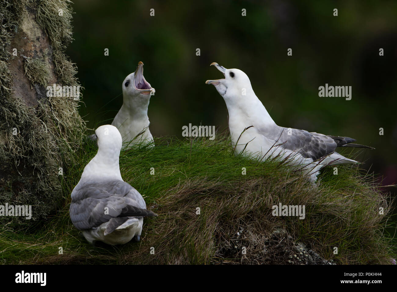 Die eissturmvögel Fulmarus glacialis (Norden) auf Nährboden, Dunnett Kopf, Caithness, Schottland, Großbritannien Stockfoto