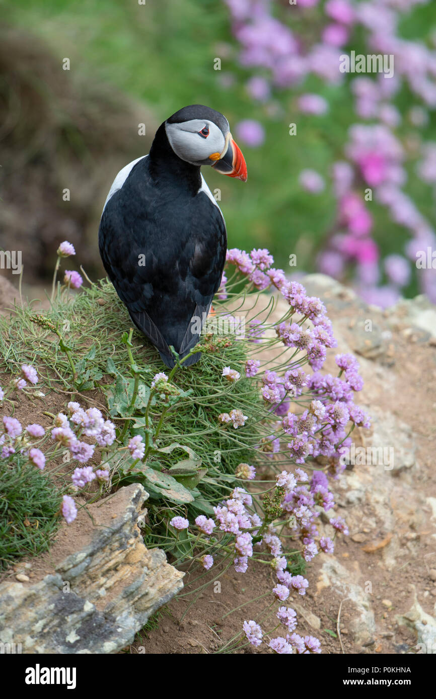 Papageitaucher (Atlantik), Fratercula arctica, auf einer Klippe, unter Sparsamkeit bei dunnett Kopf, Caithness, Highlands, Schottland, UK Stockfoto