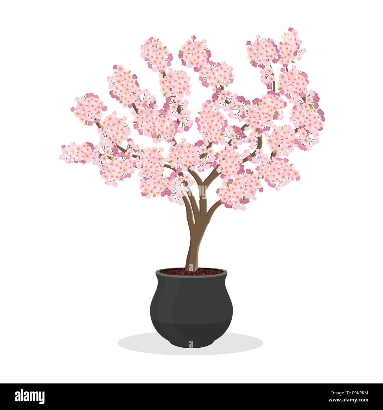 Wachsende Kirschen in einen Container. Kleine Kirschbaum in Blüte. Zwerg Frucht Baum im Blumentopf wachsen. Japanische sakura blühen. Auf weiß isoliert. Stock Vektor