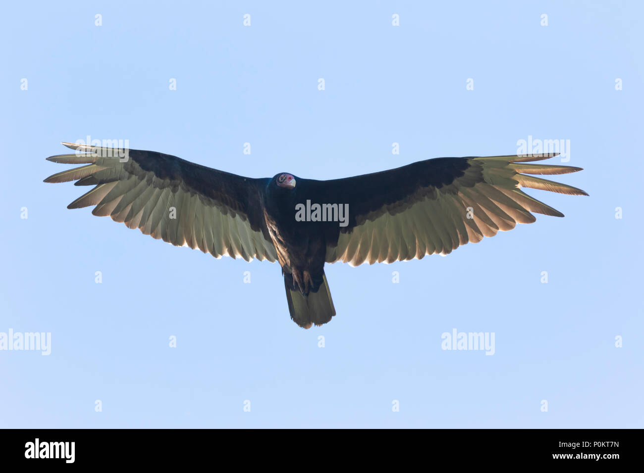 Truthahngeier prüft mich nicht wie es langsam mit der Erwärmung der Luft des frühen Morgens steigt. Stockfoto