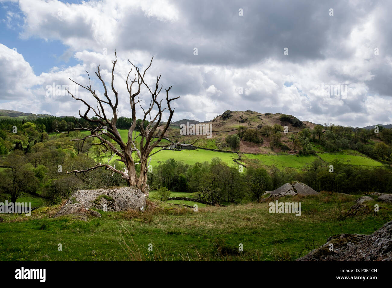 Park fiel, Langdale, Lake District, Cumbria, England Stockfoto