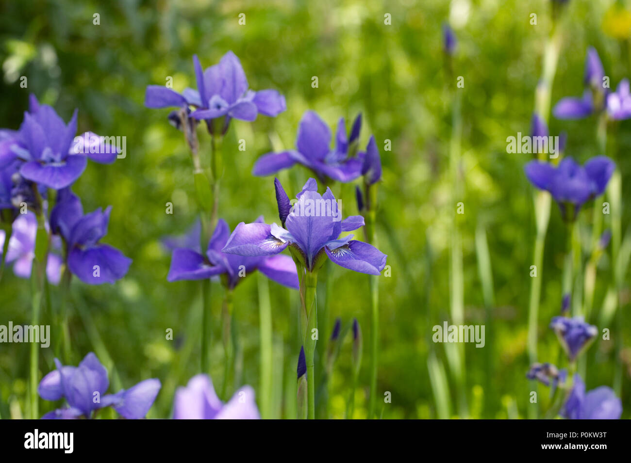 Iris pumila ea Schatten" in Blüte. Stockfoto