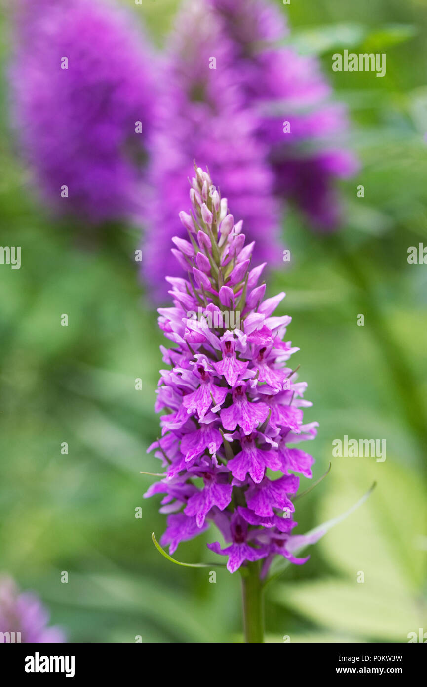 Orchidee Blumen im Wald. Stockfoto