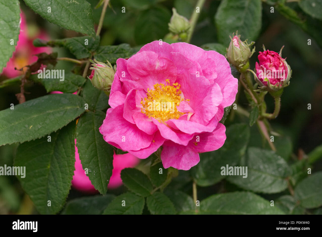 Rosa gallica var. officinalis. Stockfoto