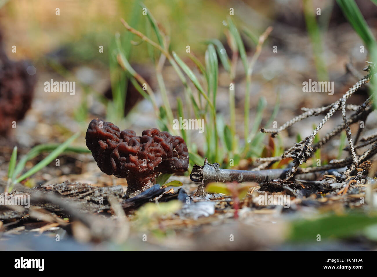 In der Nähe von gyromitra Pilze. Stockfoto