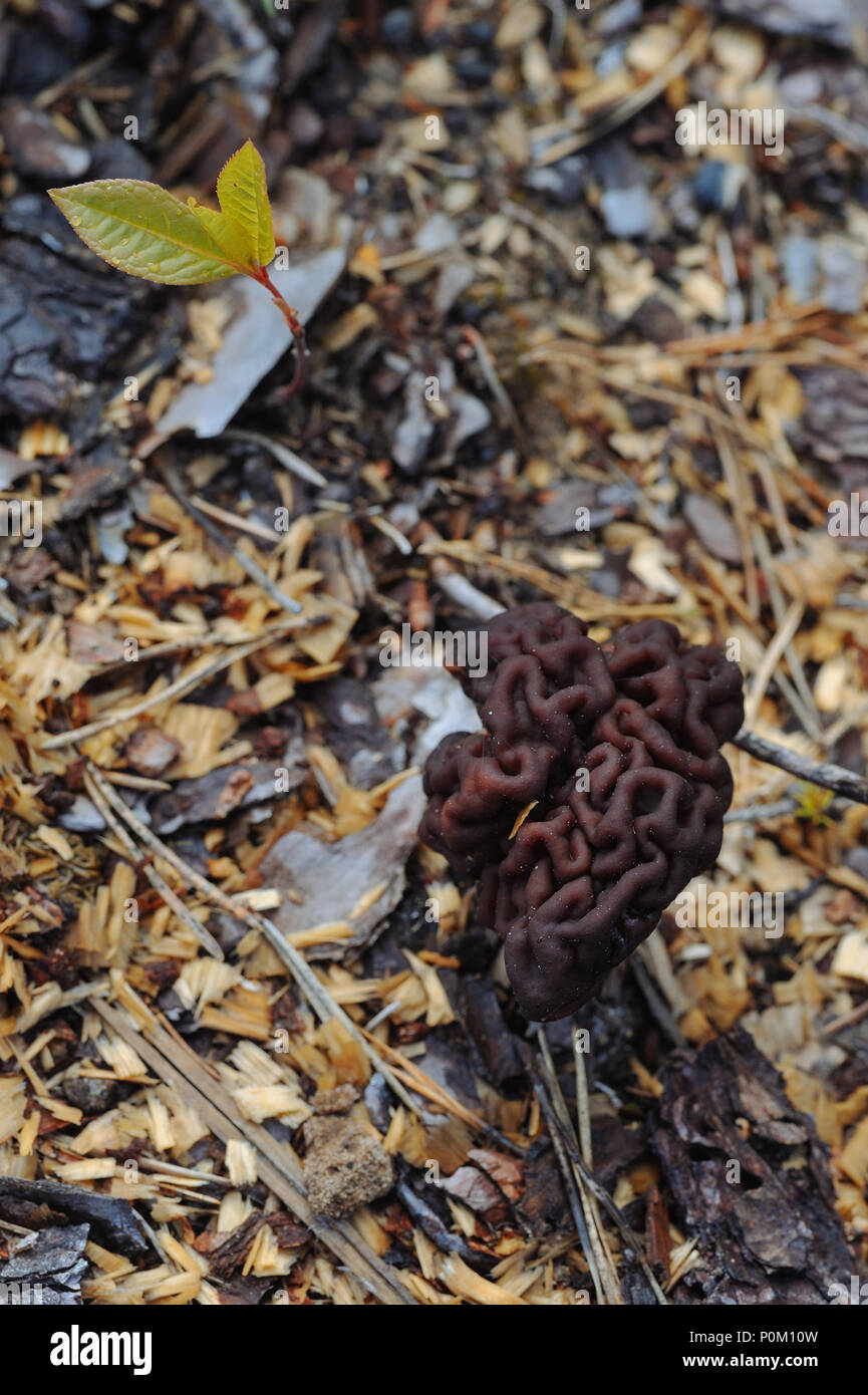 In der Nähe von gyromitra Pilze. Stockfoto