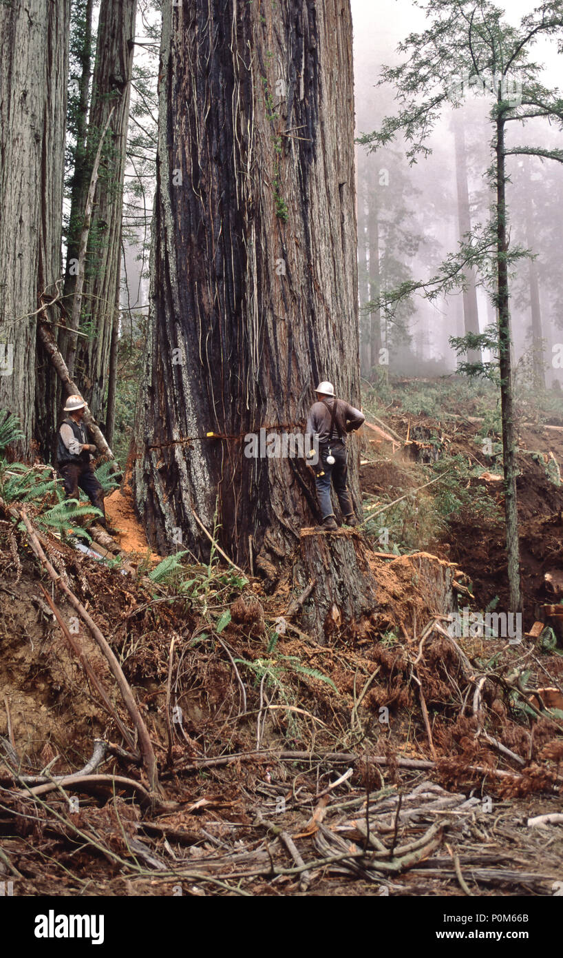 Faller auf Sprungbrett, mit Kettensäge, Schnitt, Redwood Protokollierung, equoia simpervirens', Del Norte County, Kalifornien. Stockfoto