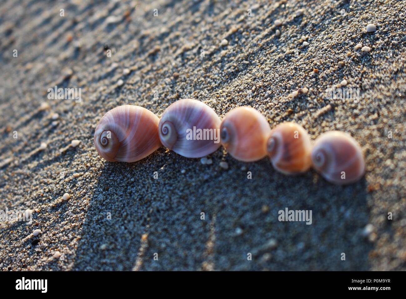 Fünf Schalen der Mond Schnecke auf dem sandigen griechische Strand mit Schatten Stockfoto