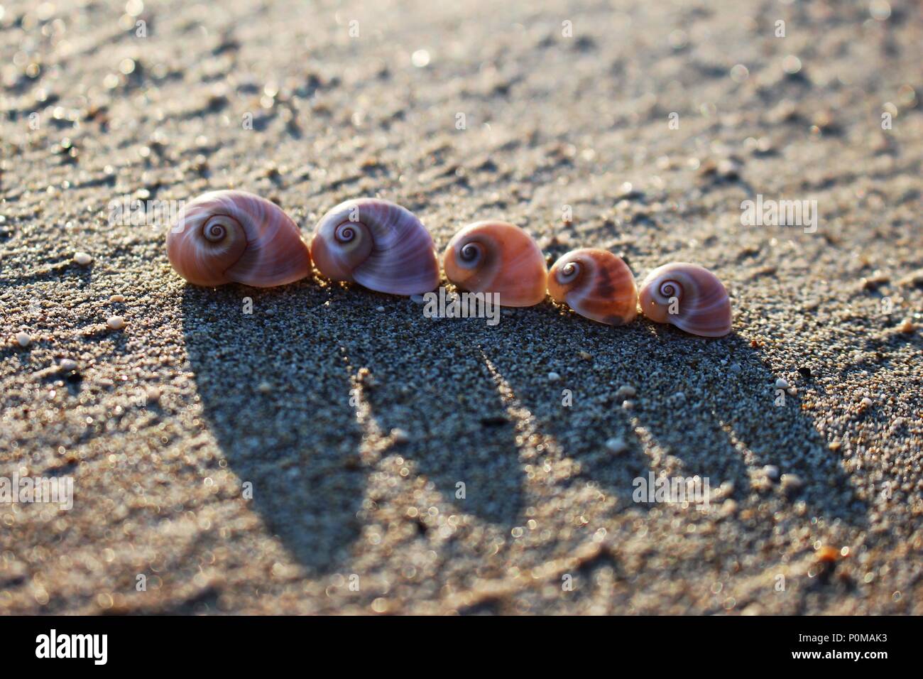 Fünf Schalen der Mond Schnecke auf dem sandigen griechische Strand mit Schatten Stockfoto