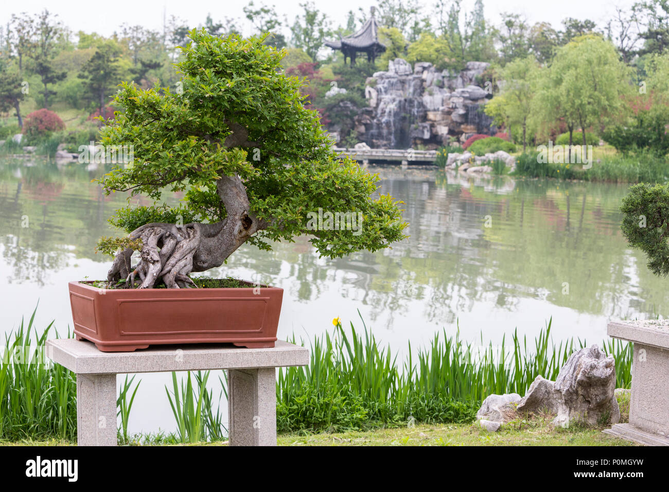China Bonsai Stockfotos und bilder Kaufen Alamy