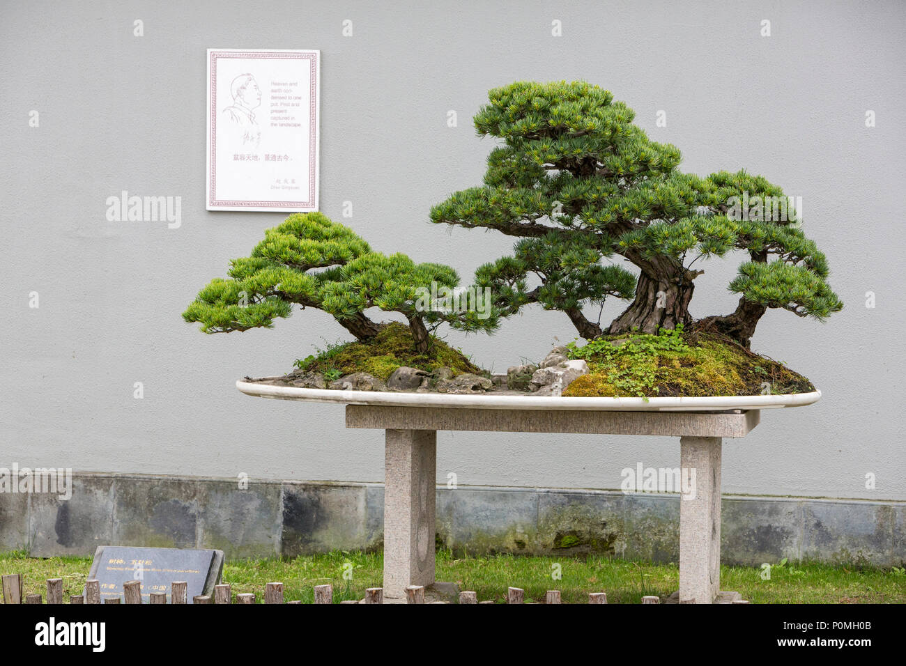 Garten Bonsai Stockfotos und bilder Kaufen Alamy