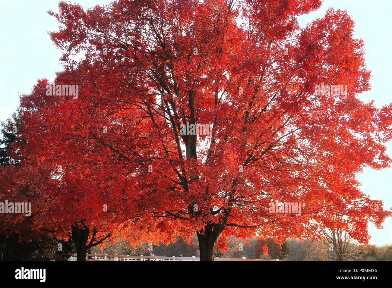 Farben des Herbstes Stockfoto