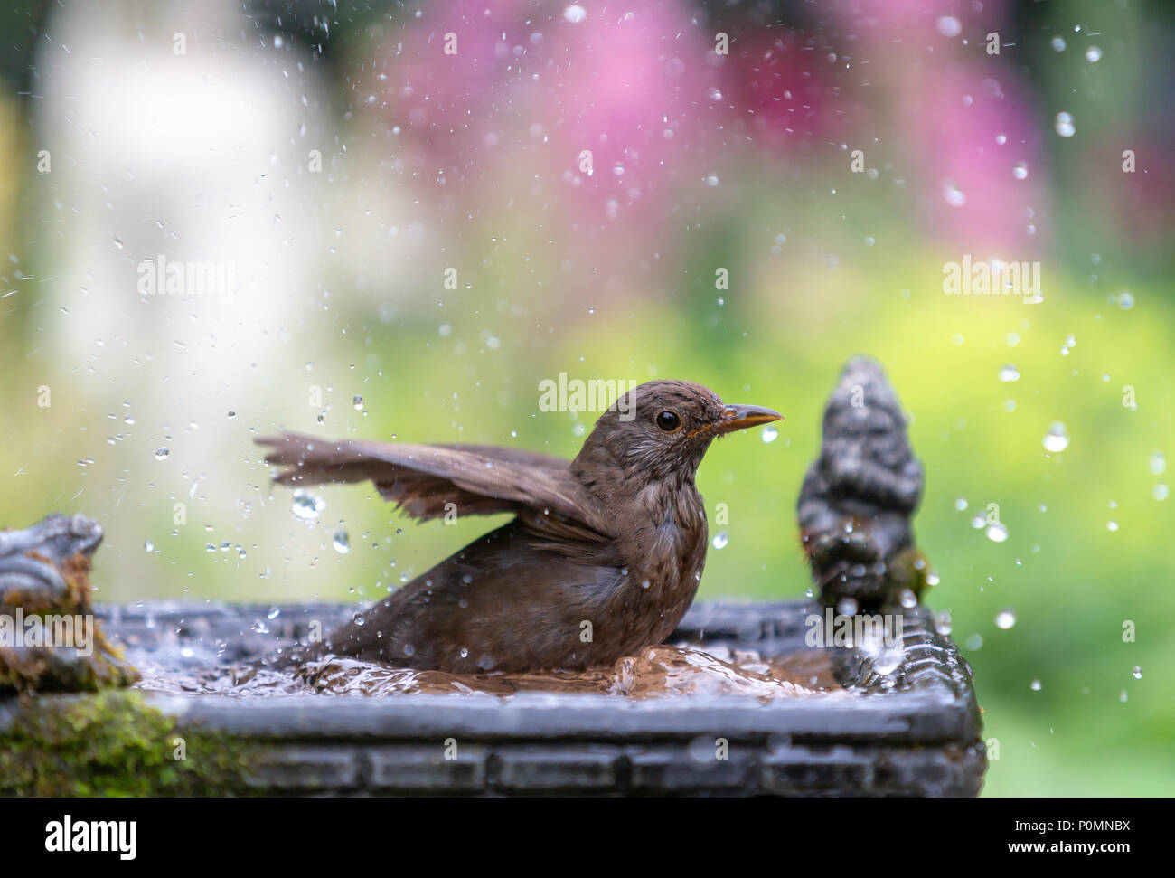 09 Juni 2018 - Weibliche amsel Spritzer in einem Garten Vogelbad während einer Hitzewelle Wetter Stockfoto