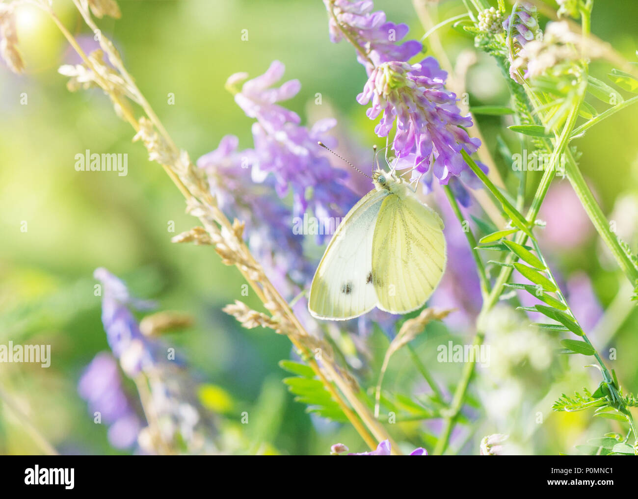 Schönen weißen Schmetterling Pieris brassicae sammelt Nektar aus einem blauen Maus Erbse Blume im Sommer Morgen Wiese Stockfoto