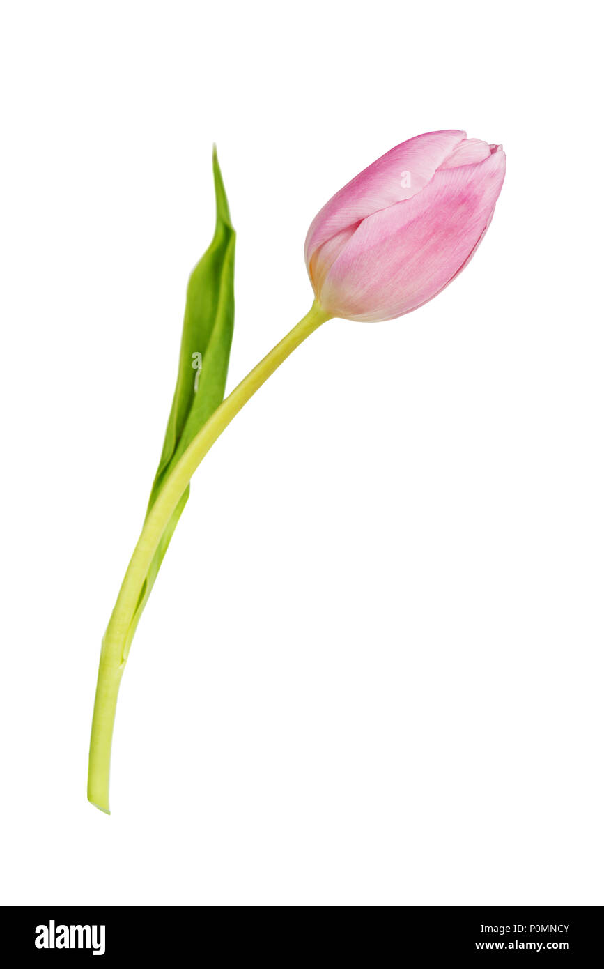 Ein rosa Tulpe Blume auf grünem Stiel mit verlassen, auf weißem Hintergrund Stockfoto