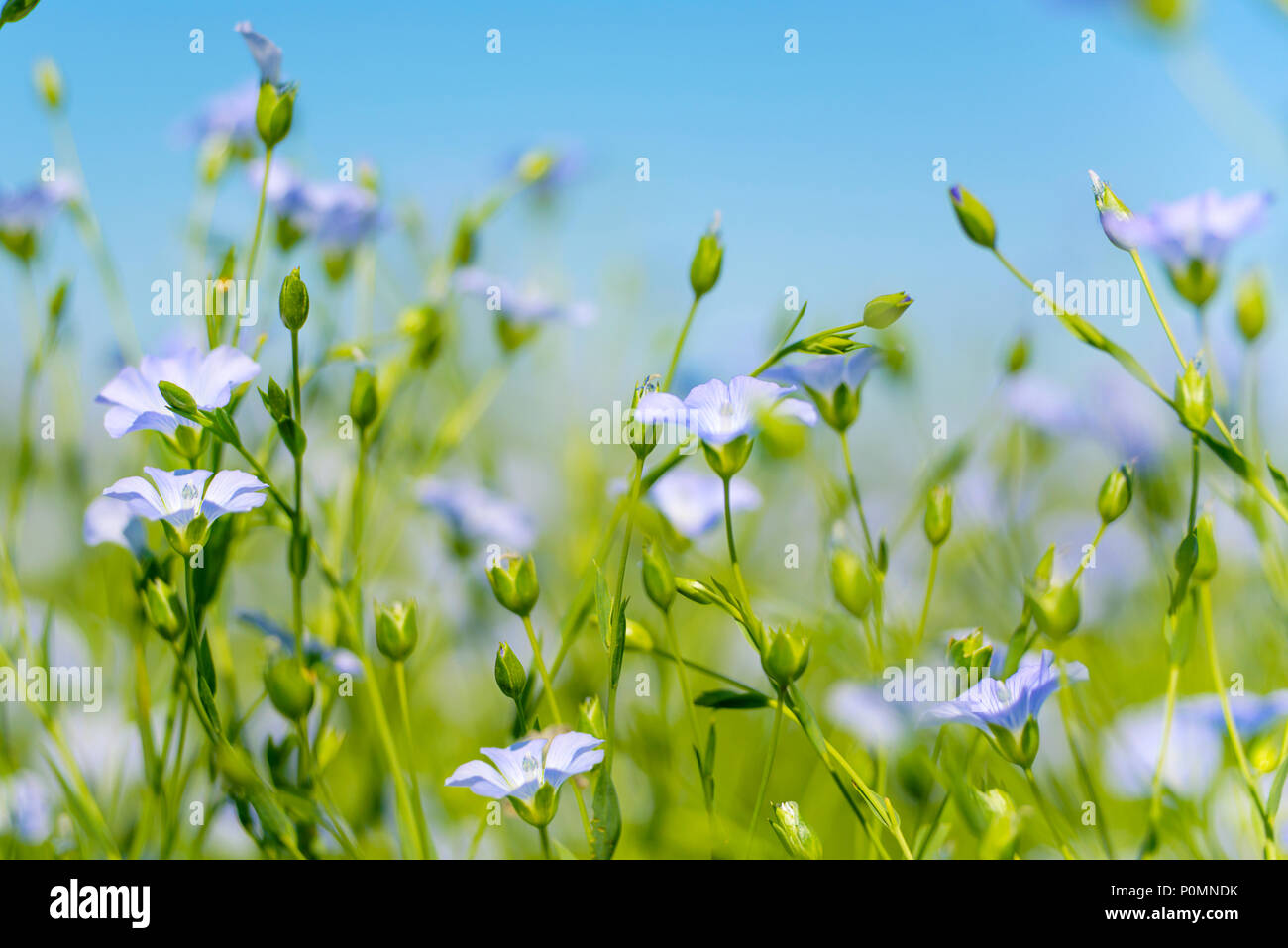 Blaue Blumen von Flachs in ein Feld gegen den blauen Himmel, im Sommer, Nahaufnahme, geringe Tiefenschärfe Stockfoto