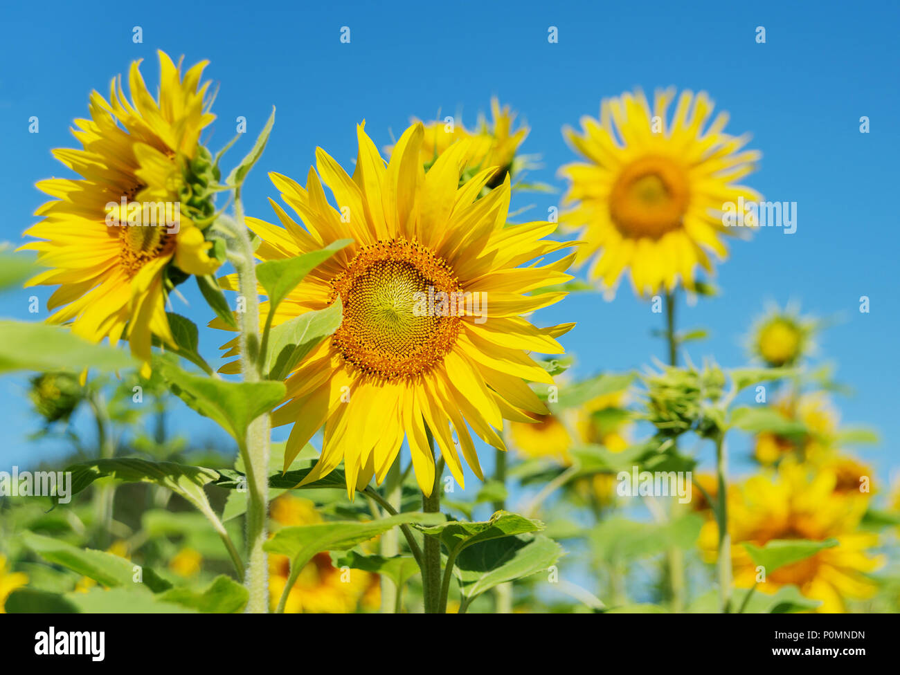 Leuchtend gelbe Blüte der Sonnenblume auf einem Feld auf dem Hintergrund der klare, blaue Himmel close-up Stockfoto