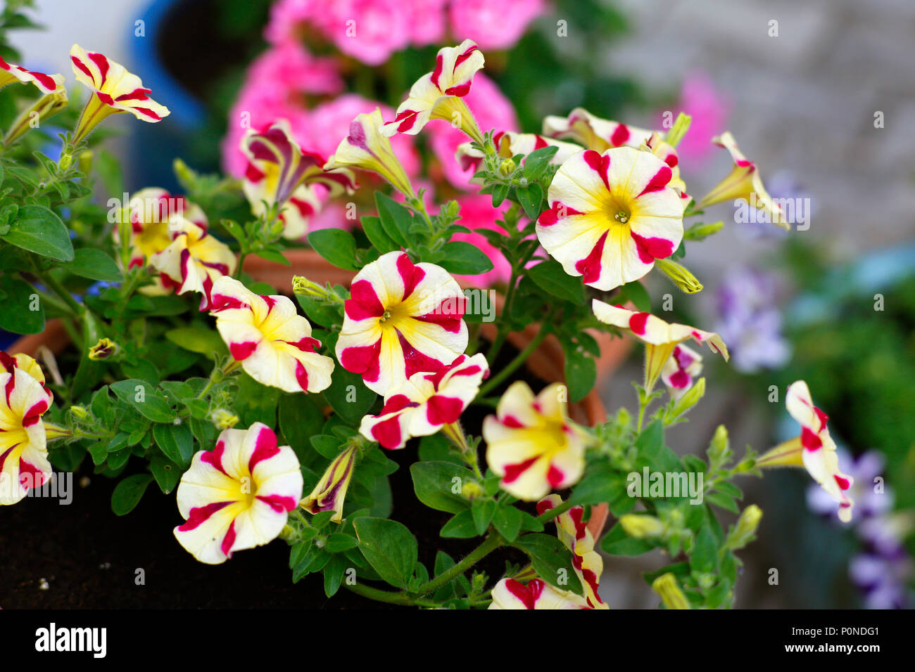 Topfpflanzen Sommer Pflanzen Petunien Und Geranien Stockfoto