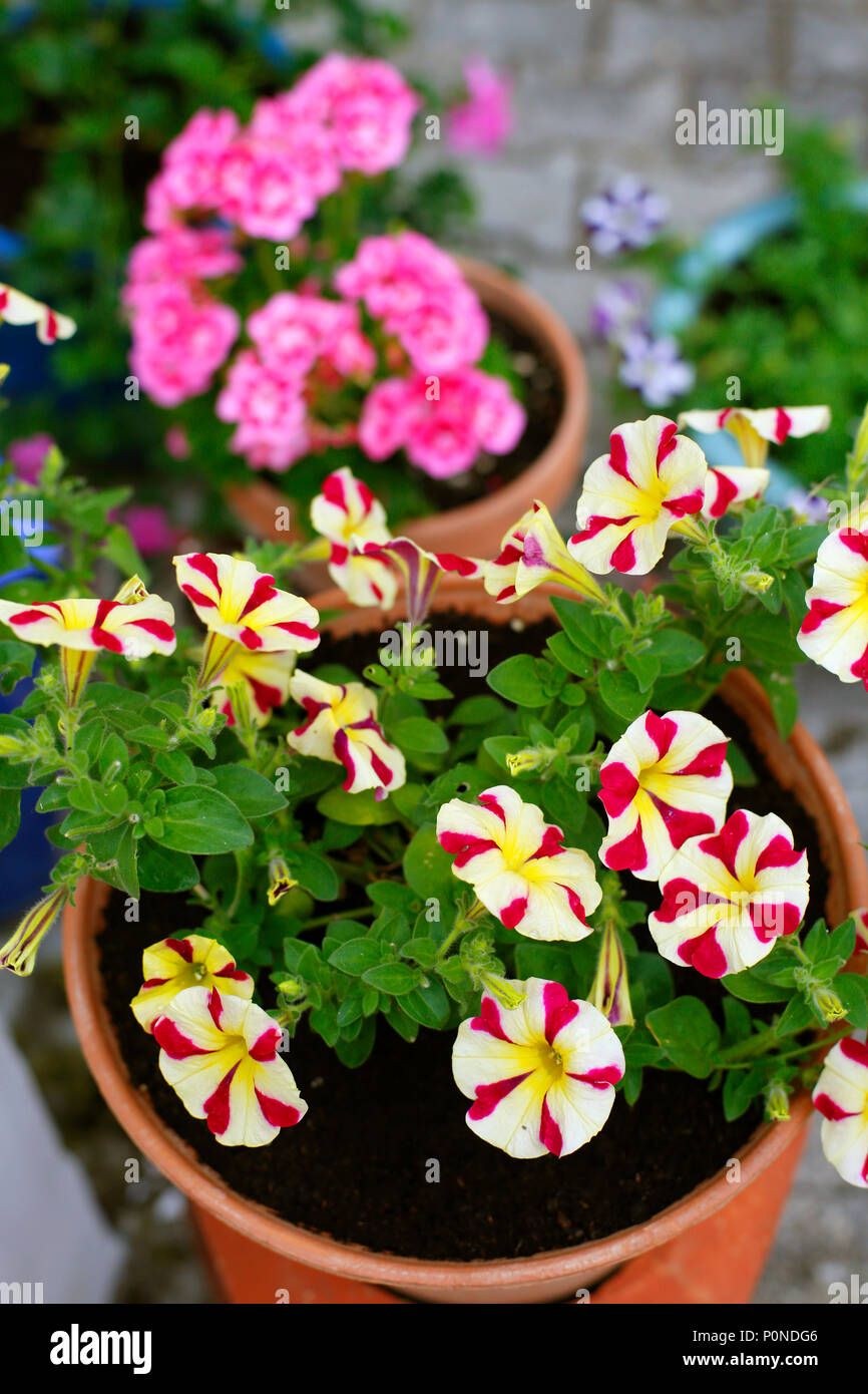 Topfpflanzen Sommer Pflanzen, Petunien und Geranien Stockfotografie Alamy