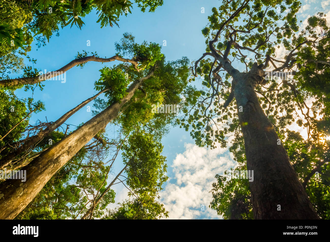 Riesige Bäume im Dschungel der Mu Koh Lanta National Park in Krabi, Thailand Stockfoto