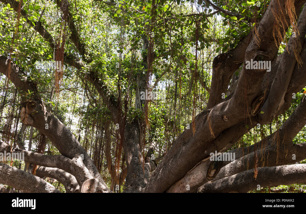 Das Banyan Tree (Ficus benghalensis) im Banyan Tree Park, Lahaina, Maui. Stockfoto