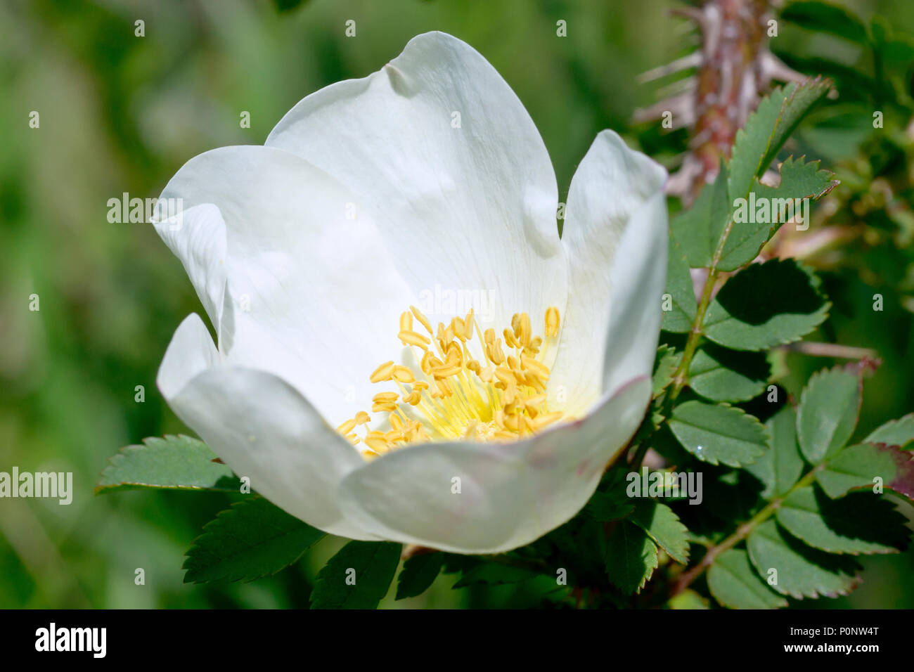 Burnett Rose (rosa Pimpinellifolia), Nahaufnahme, wie eine einzelne Blume mit Blättern und Stammzellen im Hintergrund. Stockfoto