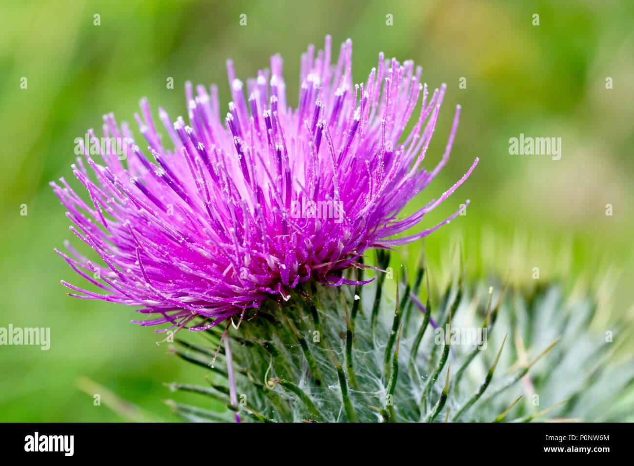 Speer Thistle (cirsium vulgare), die auf eine einzelne Blume Kopf schließen.. Stockfoto