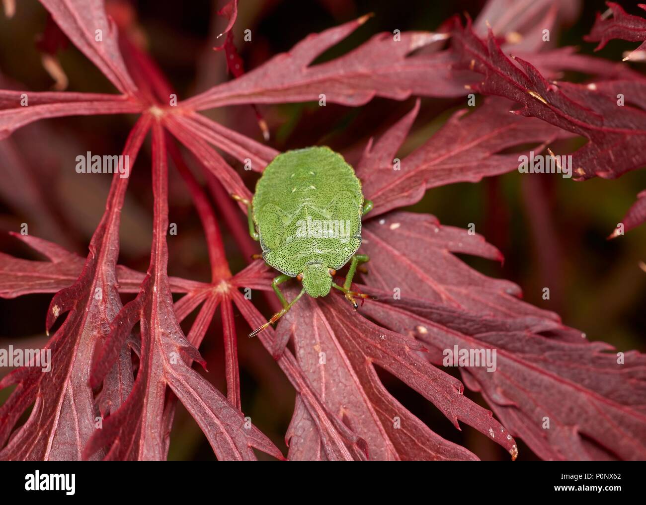 Green shieldbug auf Roten japanischen Ahorn 'Granat', England, Großbritannien Stockfoto
