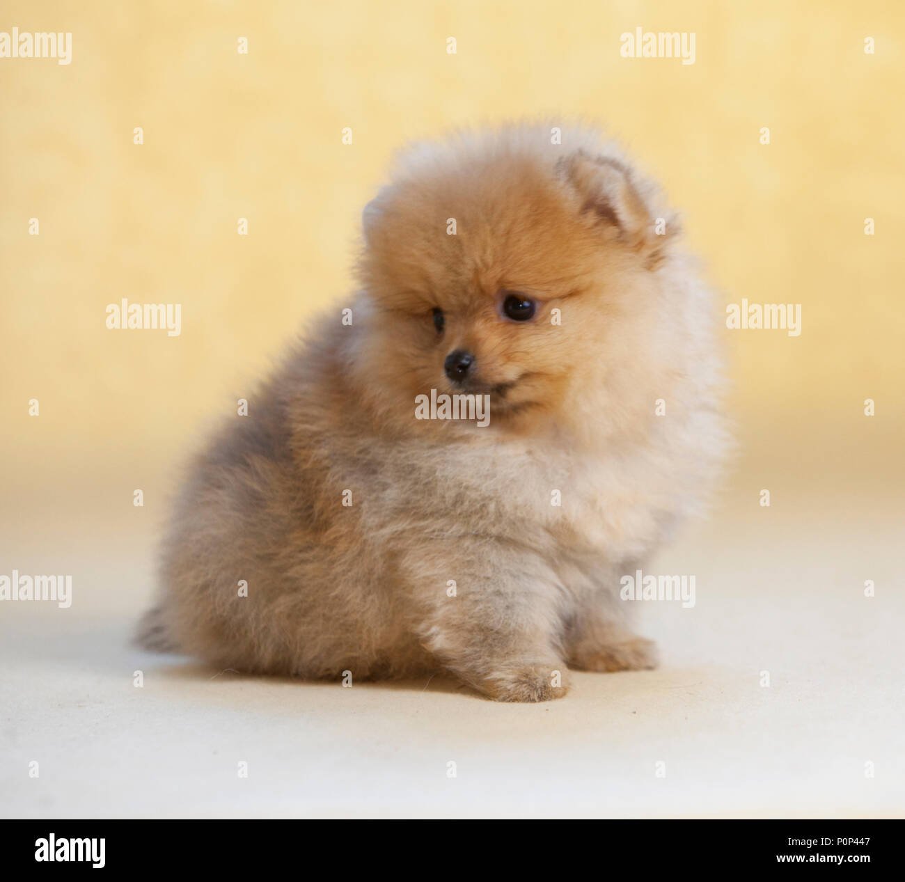 Pomeranian Welpen Hund Portrait im Studio mit hellbraunem Hintergrund Stockfoto