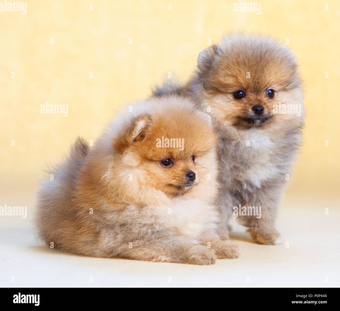 Paar pomeranian Welpen Hund Portrait Stockfoto
