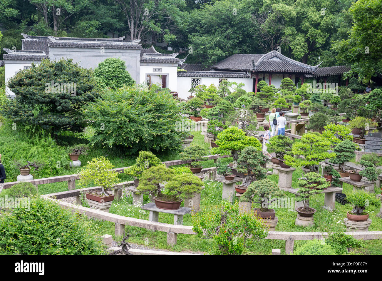 Suzhou, Jiangsu, China. Bonzai Garten, Tiger Hill. Stockfoto