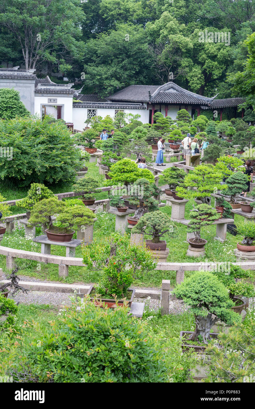 Suzhou, Jiangsu, China. Bonzai Garten, Tiger Hill. Stockfoto
