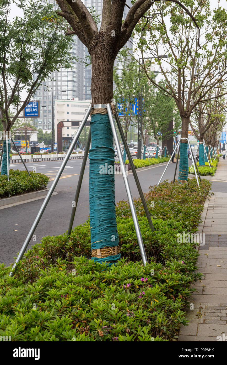 Suzhou, Jiangsu, China. Metallverstrebungen Support Bäume entlang der Straße. Stockfoto