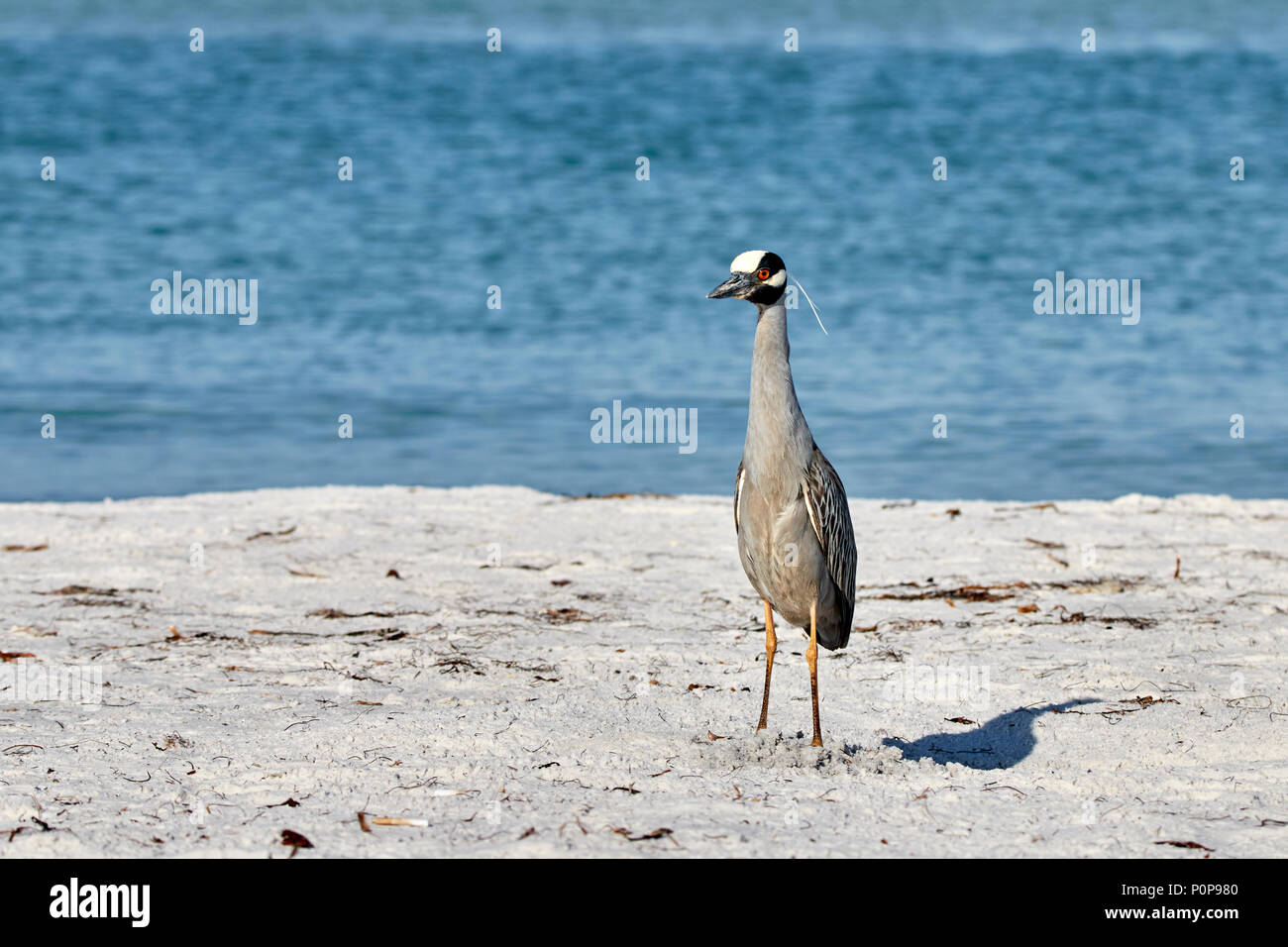 Gelb - gekrönte Night Heron stehend auf dem Fort DeSoto Strand Stockfoto