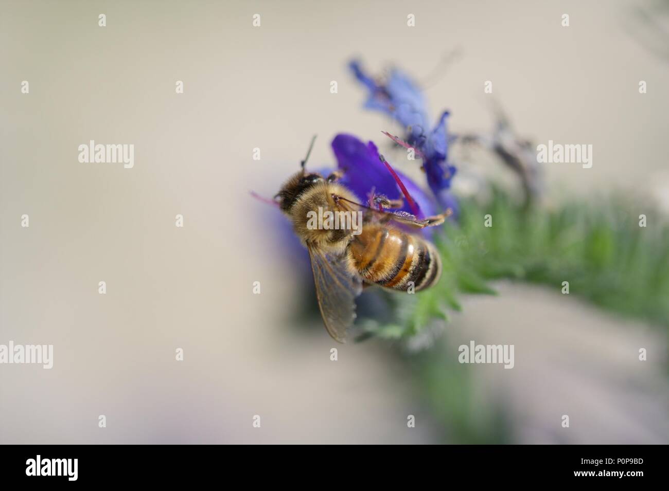 Eine Honigbiene bei der Bestäubung - tun, großartige Arbeit für unsere Natur - sicher! Stockfoto