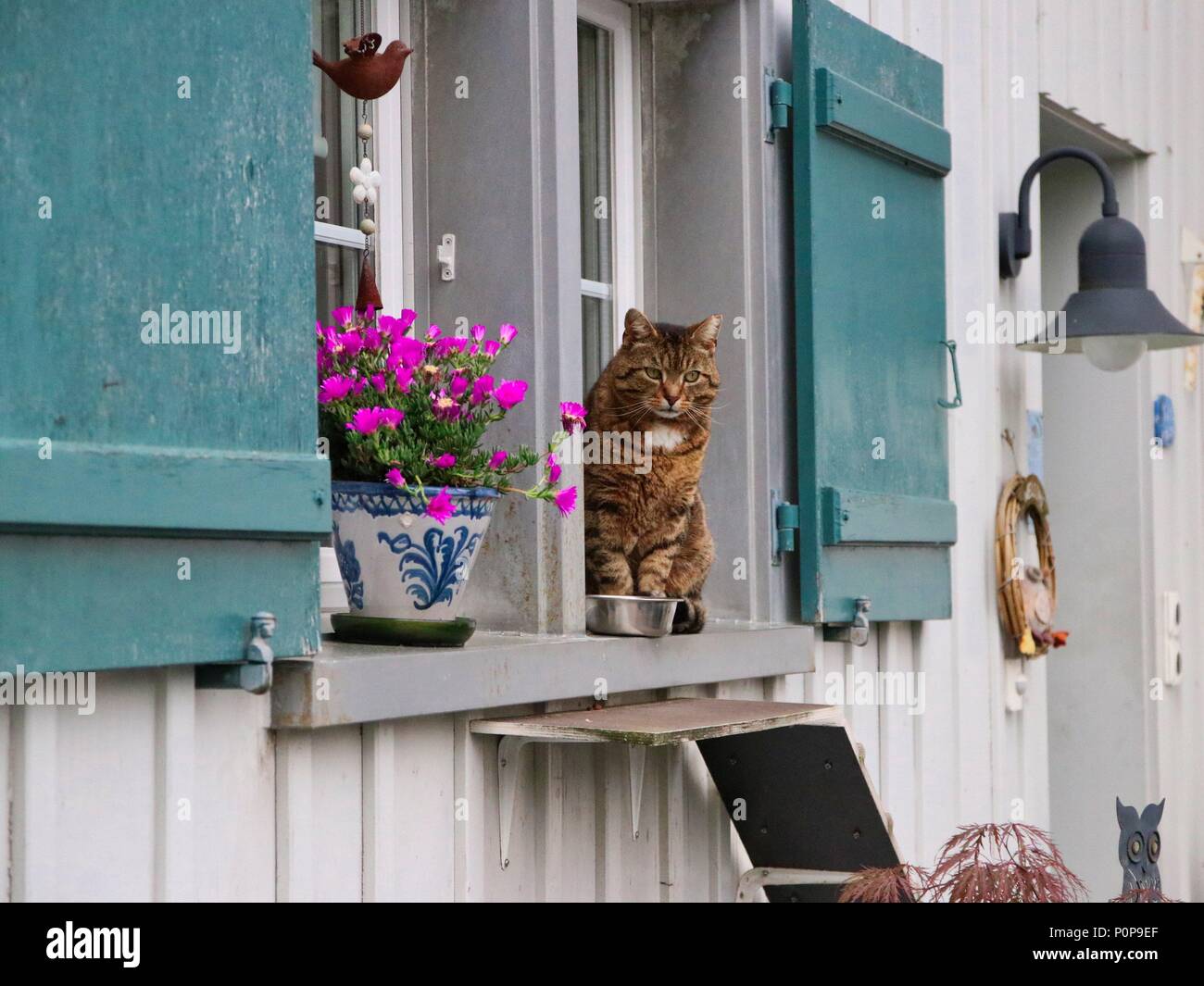 Katze vor dem Fenster Stockfoto