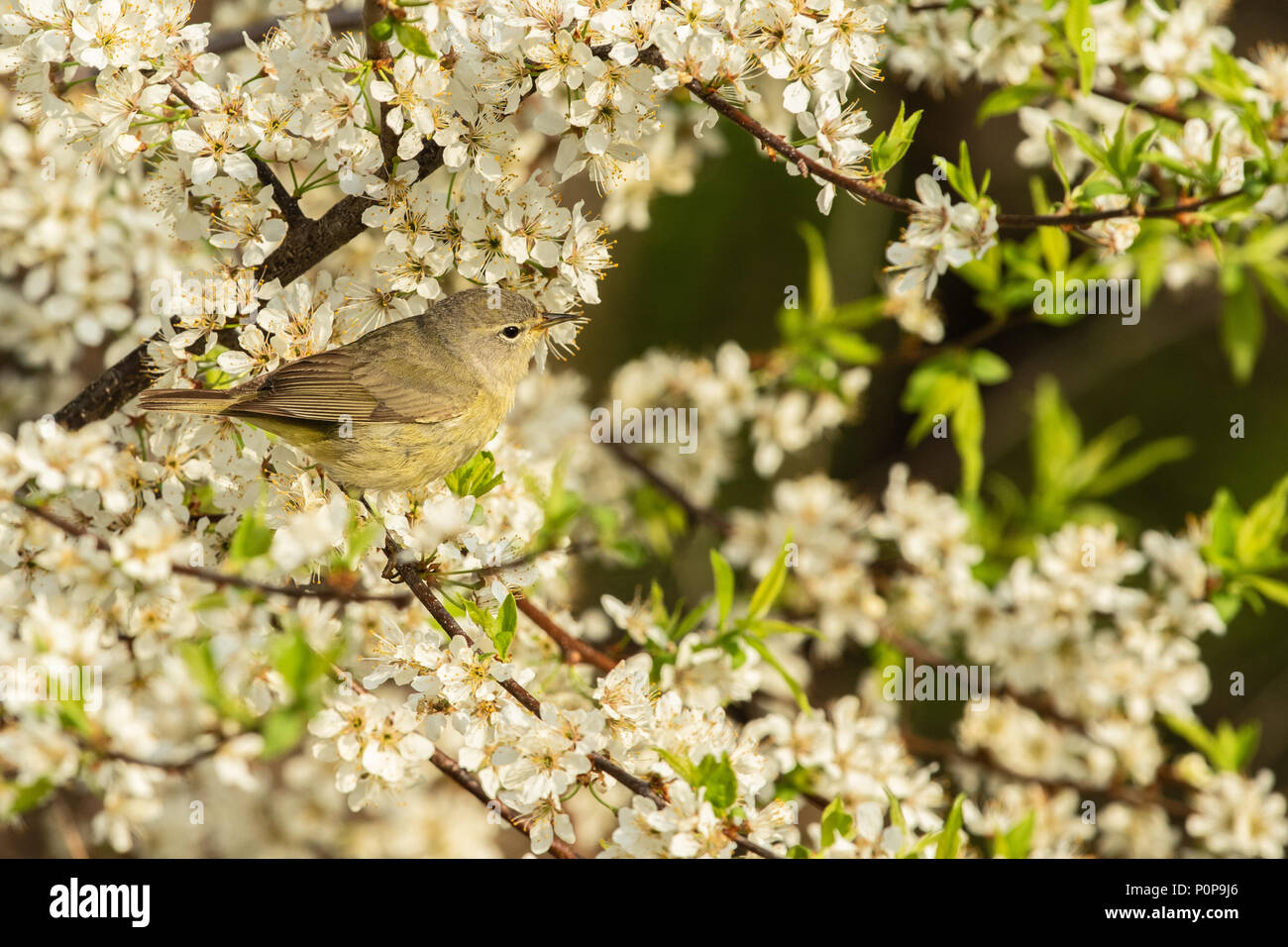 Vogel, vogel, vögel, niedlich, Natur, Orange - gekrönte Warbler Oreothlypis celata Stockfoto