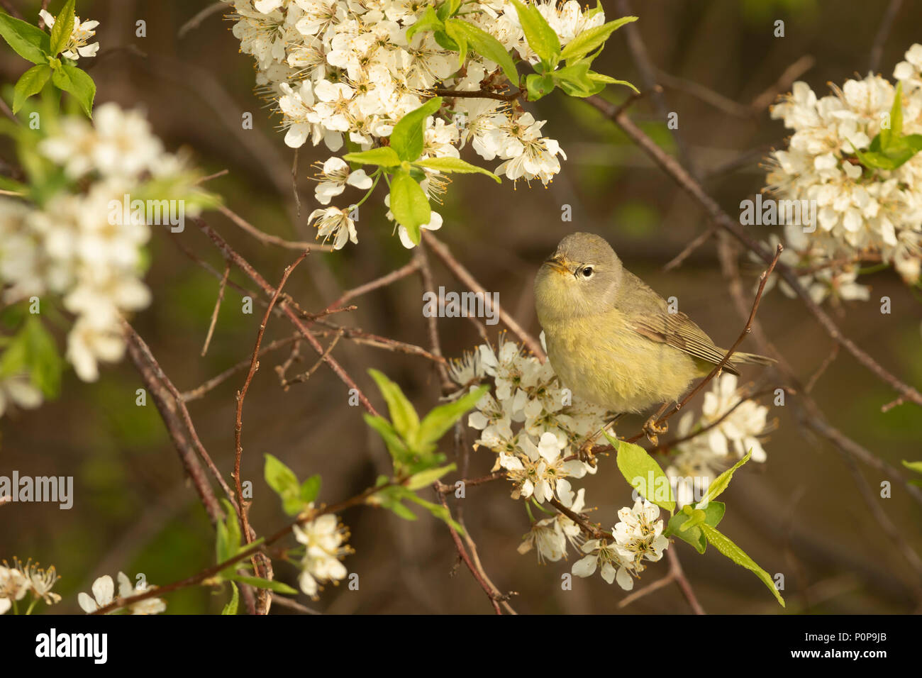 Warbler vorangegangen zu den nördlichen erreicht in den USA und Kanada können nur genossen werden, da sie, obwohl meine. Stockfoto