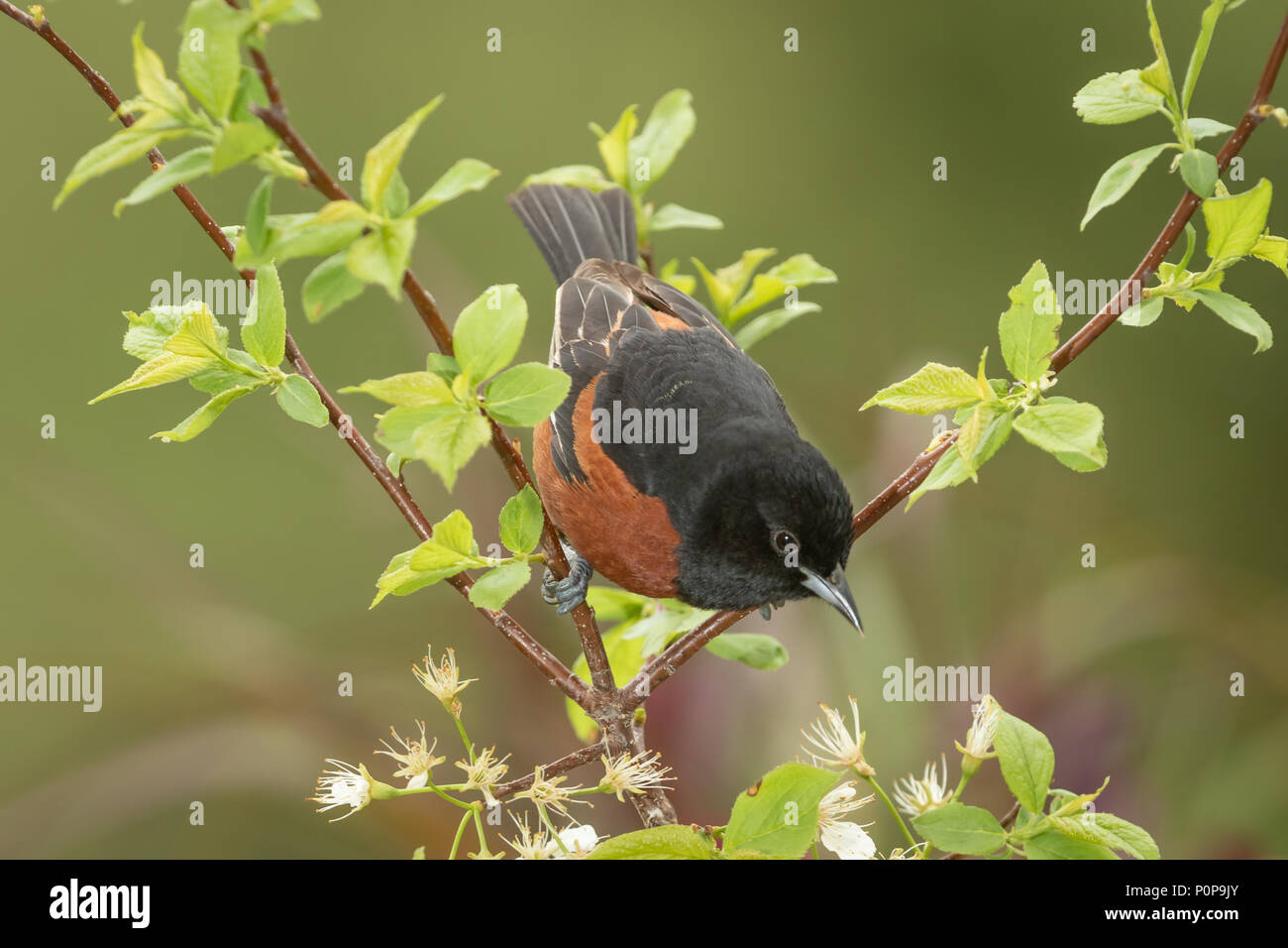 Orchard Oriole nur auf der Durchreise auf dem Weg in die Prärie Hügel nicht weit entfernt. Stockfoto