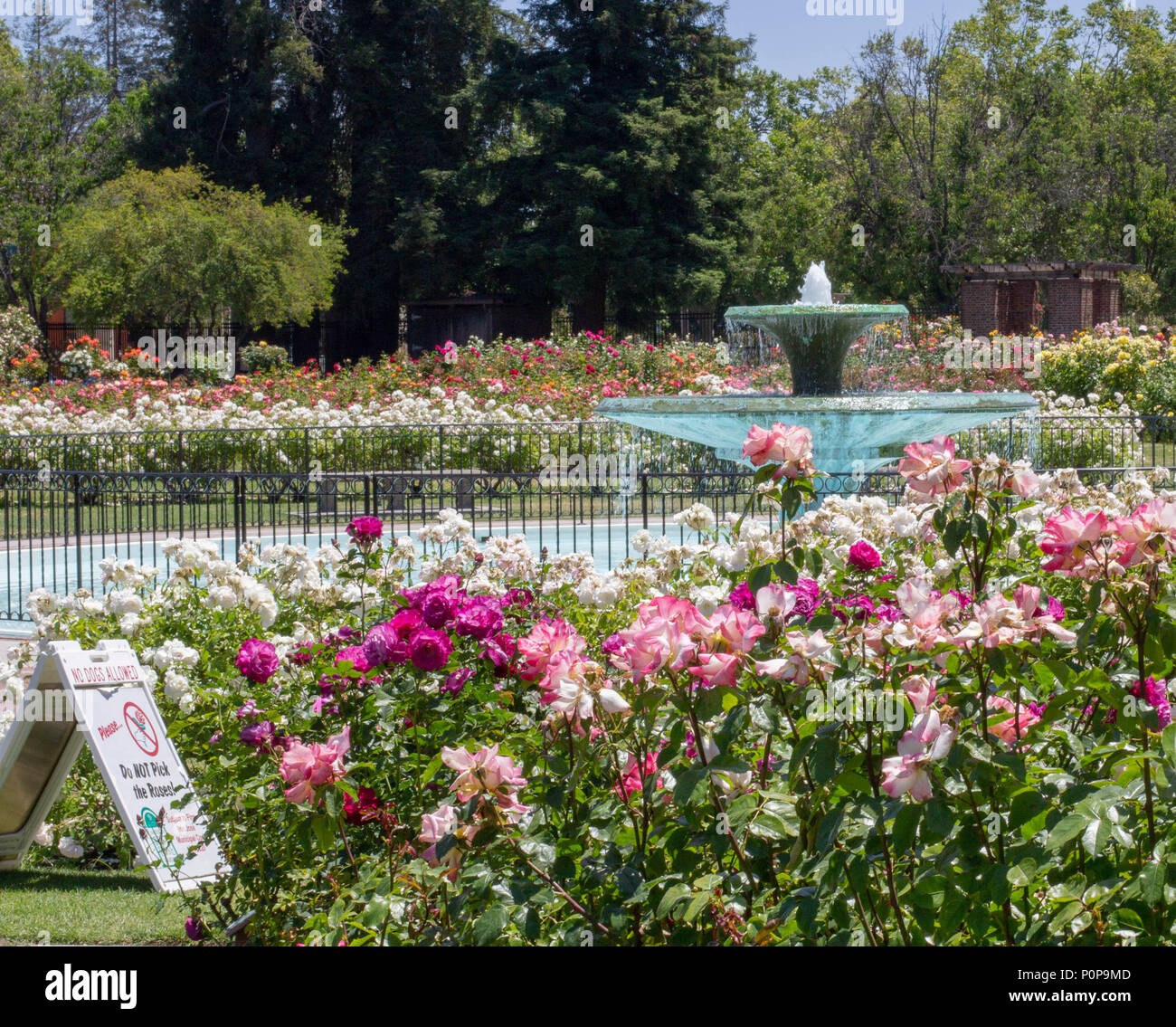 Brunnen An Der San Jose Municipal Rose Garden San Jose
