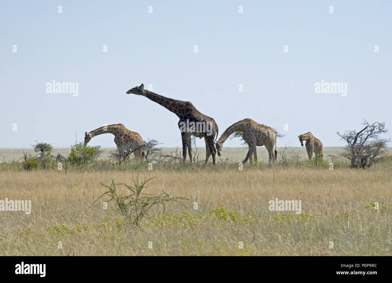 Giraffen in der Afrikanischen Savanne. Giraffen Familie. Vier Elemente. Stockfoto