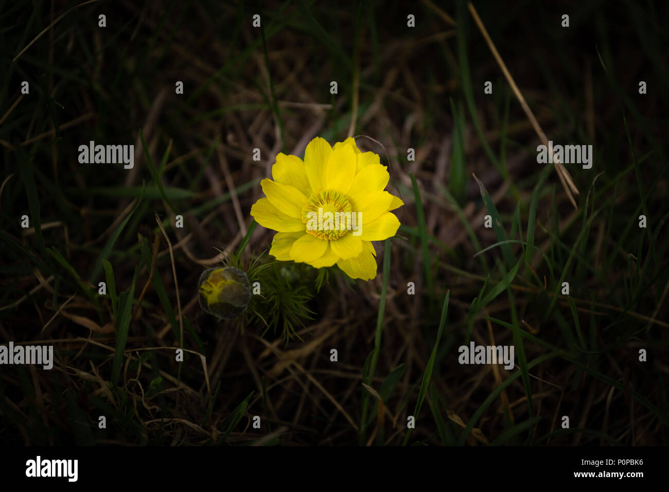 Gelbe Blumen des Frühlings Fasan Auge Adonis Vernalis. Allgemeine Ansicht der Gruppe von blühenden Pflanzen auf blumenbeet Stockfoto