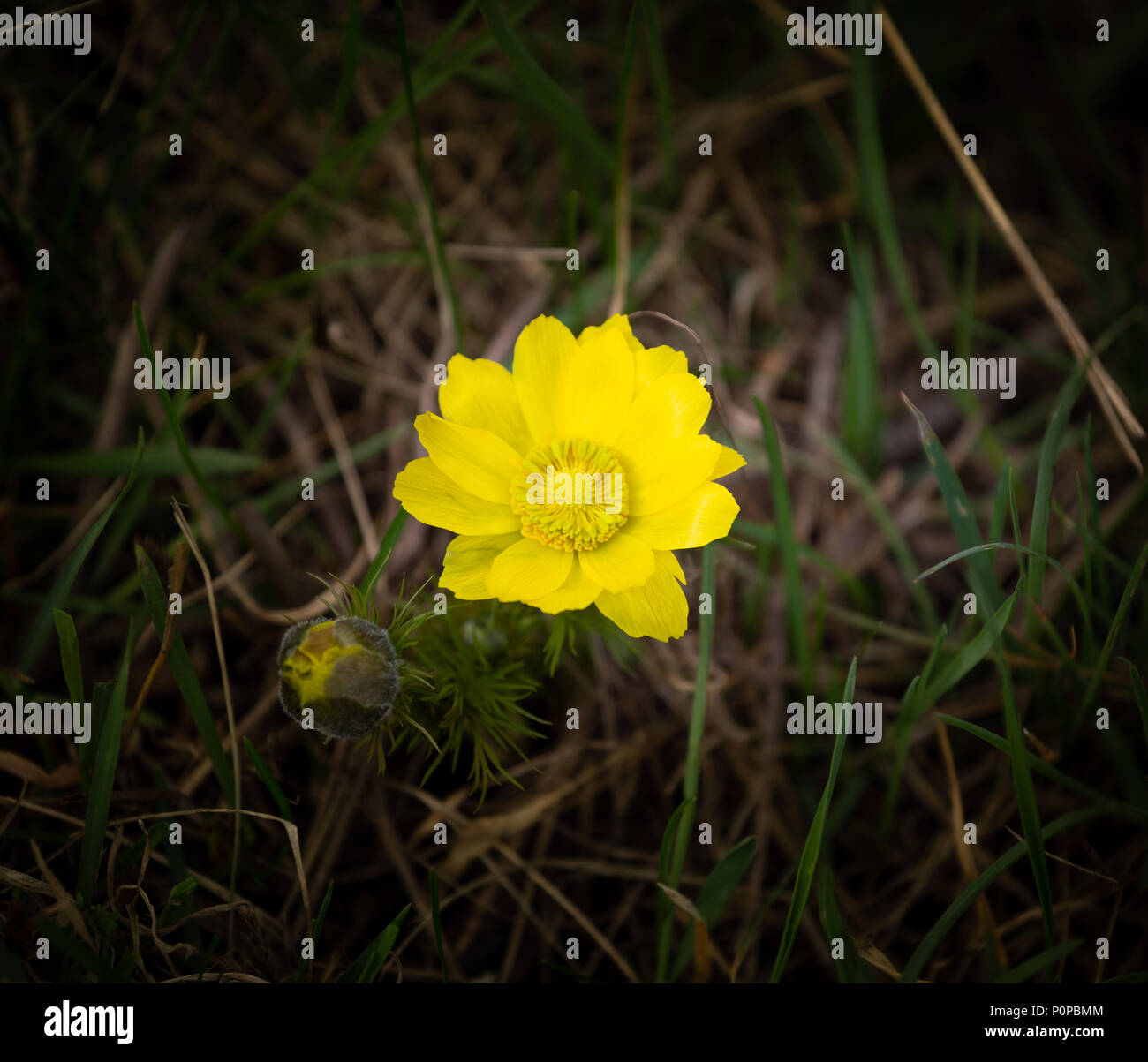 Gelbe Blumen des Frühlings Fasan Auge Adonis Vernalis. Allgemeine Ansicht der Gruppe von blühenden Pflanzen auf blumenbeet Stockfoto