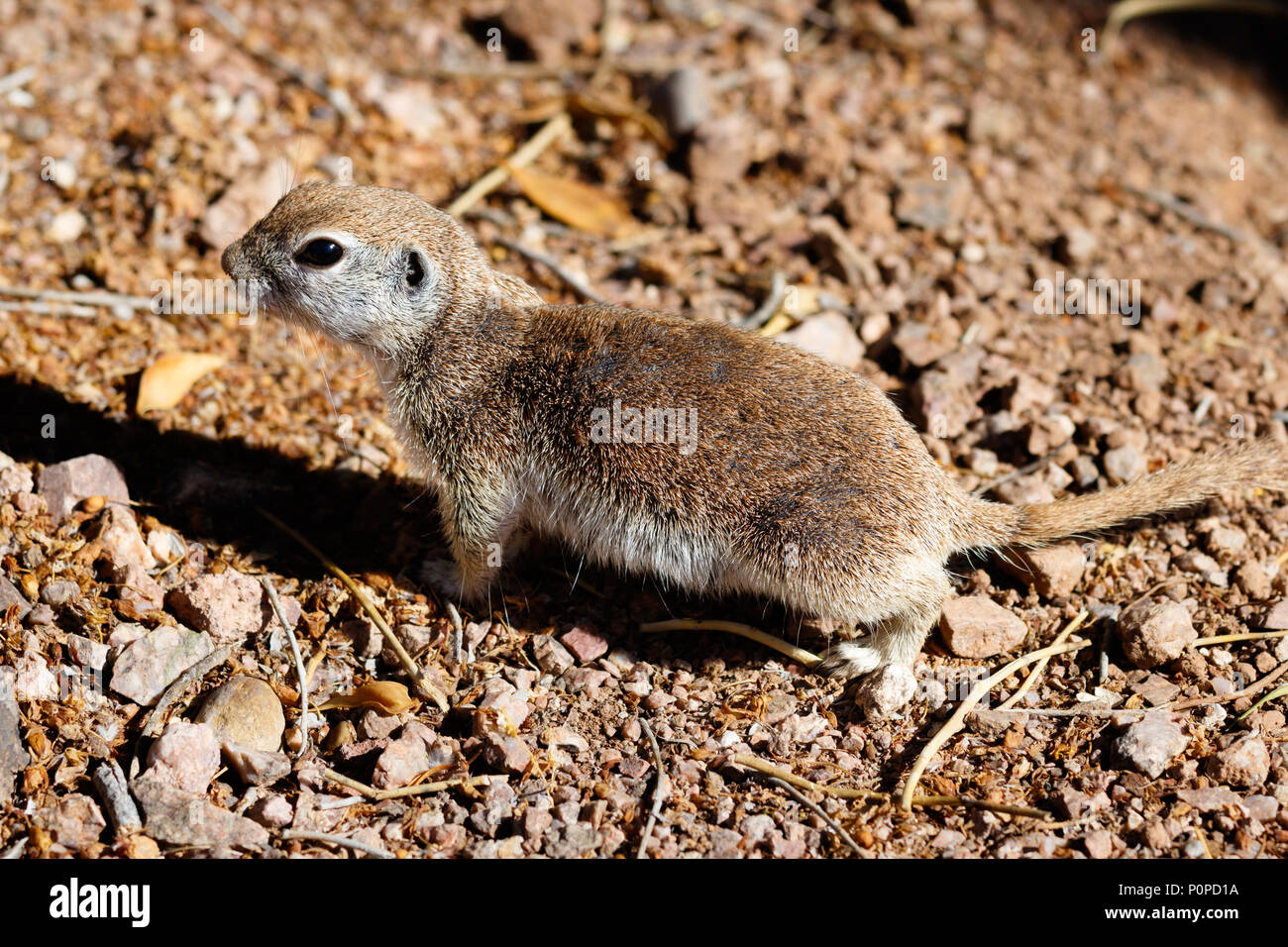 Weibliche Runde-tailed Erdhörnchen (xerospemuphilus tereticaudus), in der Arizona Sonora Wüste, aufmerksam und immer noch auf dem Trockenen Wüstenboden. Stockfoto