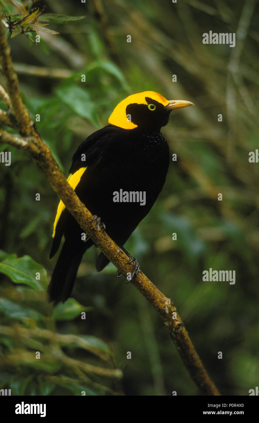 Männliche REGENT BOWERBIRD, Lamington National Park, Queensland Stockfoto